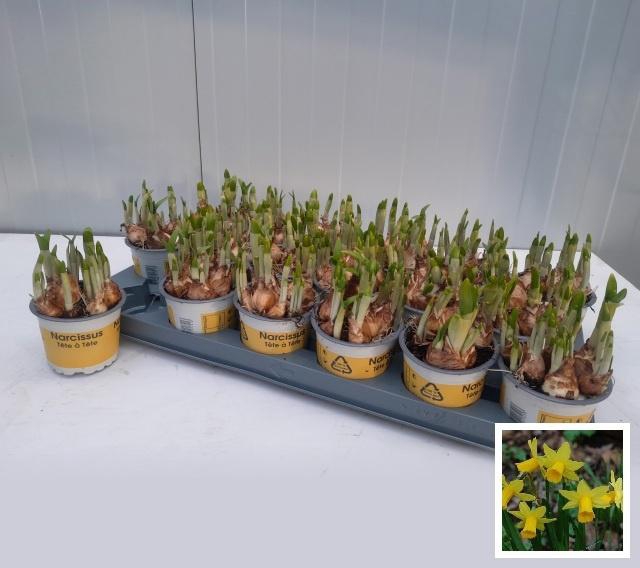 <h4>NARC O TETE A TETE</h4>