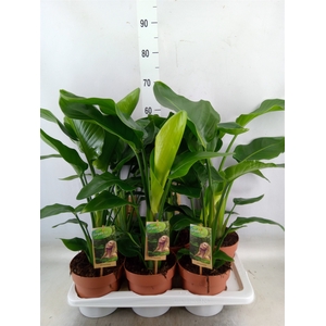 Strelitzia nicolai