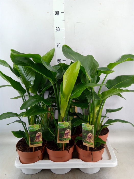 <h4>Strelitzia nicolai</h4>