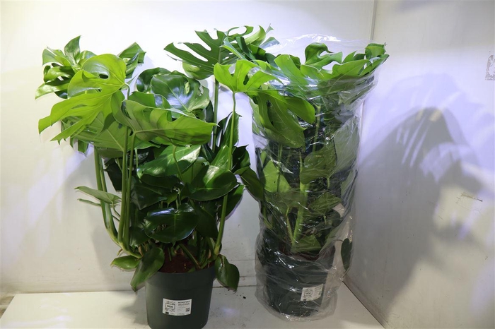 <h4>Monstera Deliciosa</h4>