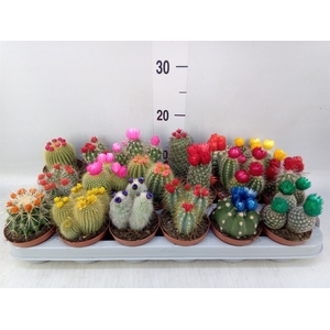Cactus   ...decorated