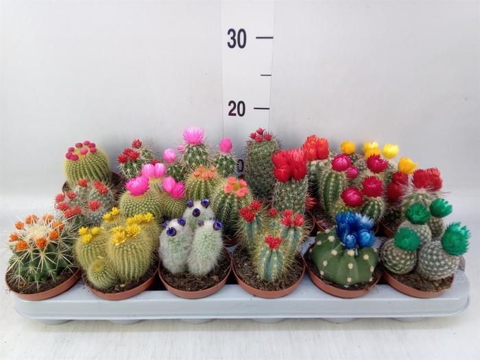 <h4>Cactus   ...decorated</h4>