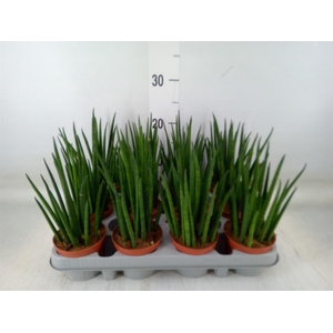 Sansevieria bacularis