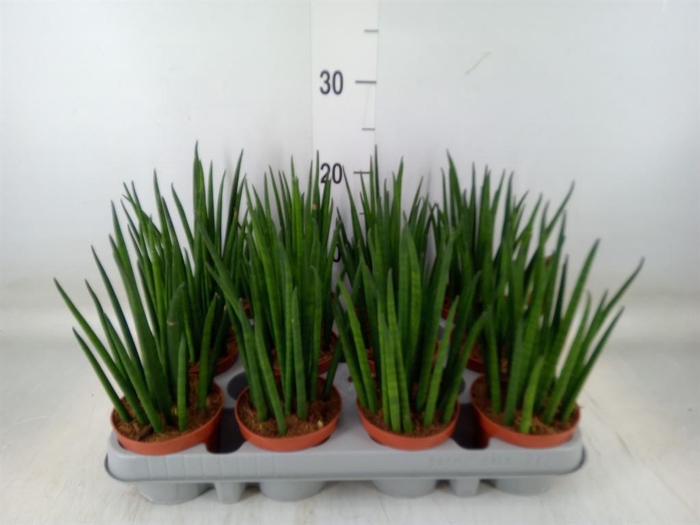 <h4>Sansevieria bacularis</h4>