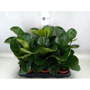 Ficus lyrata 'Bambino'