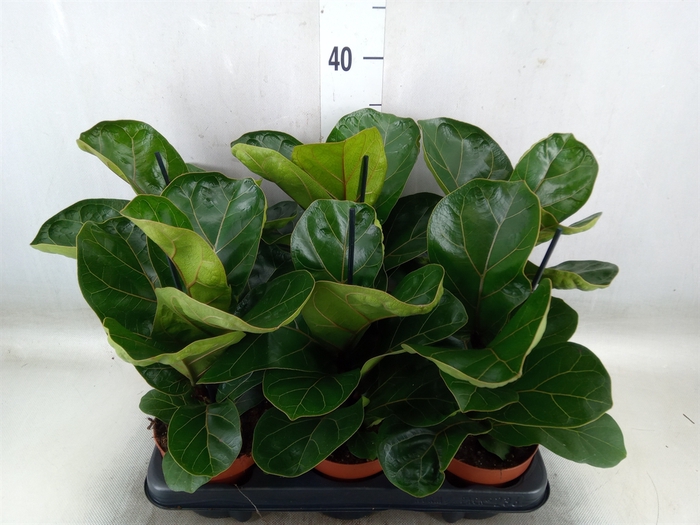 <h4>Ficus lyrata 'Bambino'</h4>