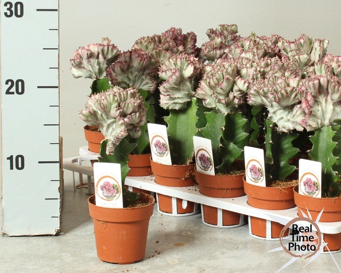 <h4>EUPHOR LAC CRISTATA</h4>