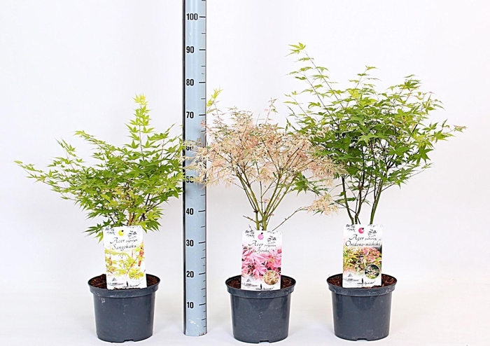 <h4>Acer overig</h4>