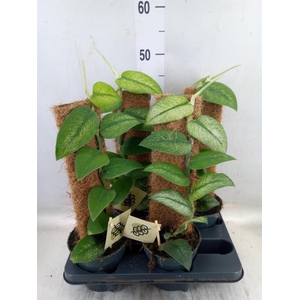 Planten   ...green L%