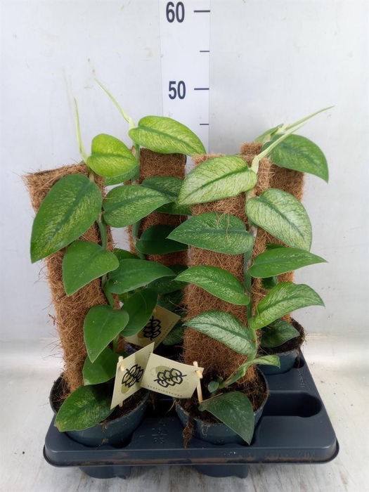 <h4>Planten   ...green L%</h4>