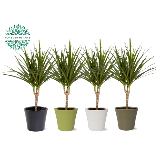 <h4>Dracaena Marginata p14 in COCO Keramiek</h4>