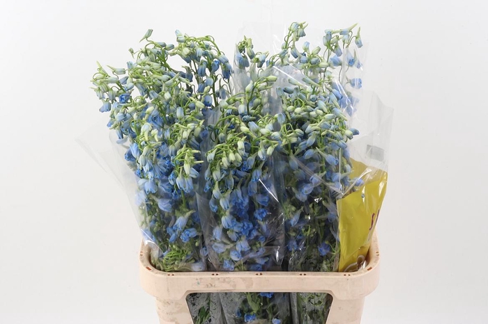 <h4>Delph En Sky Waltz</h4>