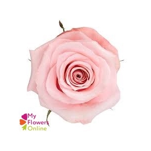 R Gr Be Sweet Light Pink 60cm EC