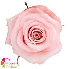 R Gr Be Sweet Light Pink 60cm EC