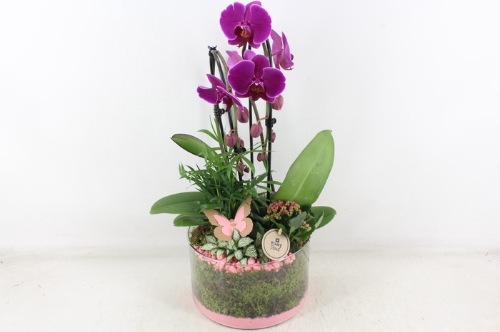 <h4>arr2 PL - Glas cilinder phal. paars</h4>