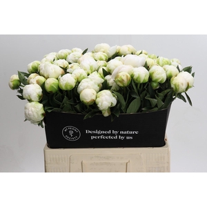 Paeonia Madame Claude Tain