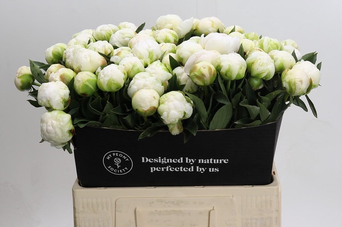 <h4>Paeonia Madame Claude Tain</h4>