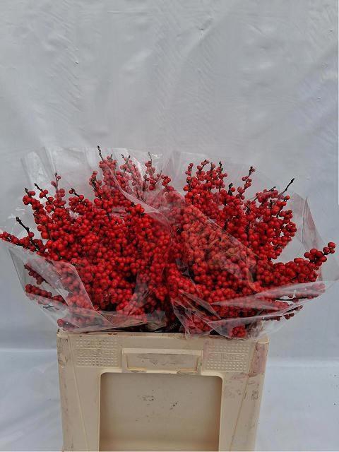 <h4>ILEX VE RODE BES</h4>