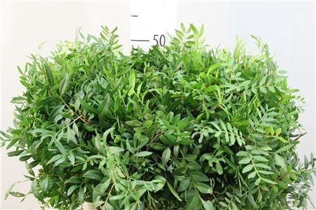 <h4>/PISTACHE BLAD PB</h4>