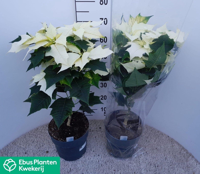 <h4>EUPHOR P ALASKA</h4>