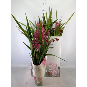 Cymbidium   ...