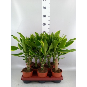 Dracaena frag. 'Golden Coast'