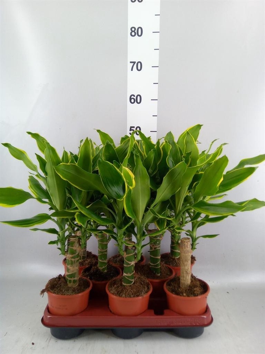 <h4>Dracaena frag. 'Golden Coast'</h4>