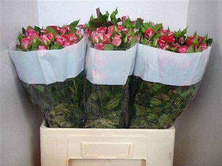 <h4>R Tr Fireworks</h4>