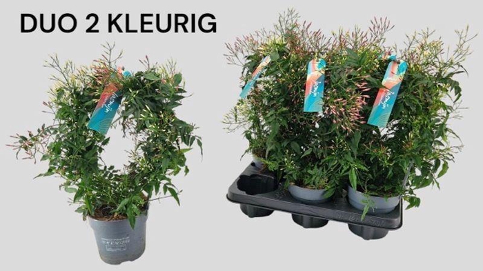 <h4>JASM POLYANTHUM</h4>