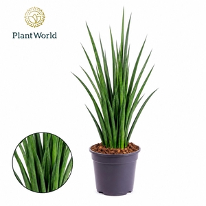Sansevieria kirkii 'Friends'