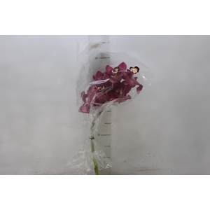CYMBIDIUM VINHO