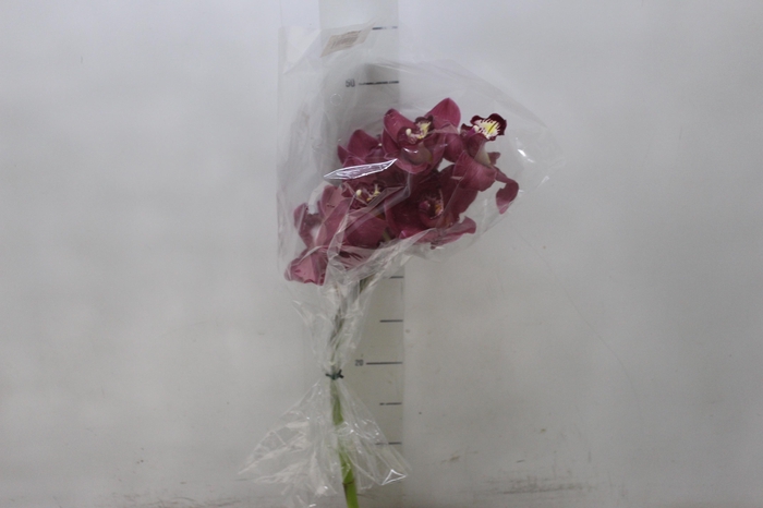 <h4>CYMBIDIUM VINHO</h4>