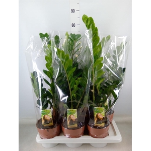 Zamioculcas zamiifolia