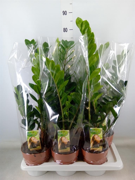 <h4>Zamioculcas zamiifolia</h4>