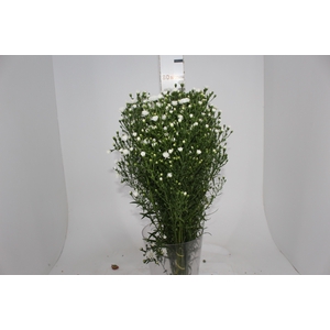 ASTER MARIANA 070 CM