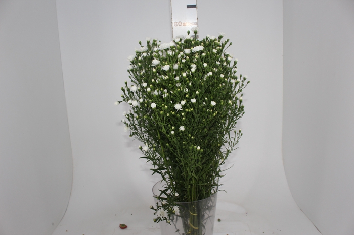 <h4>ASTER MARIANA 070 CM</h4>