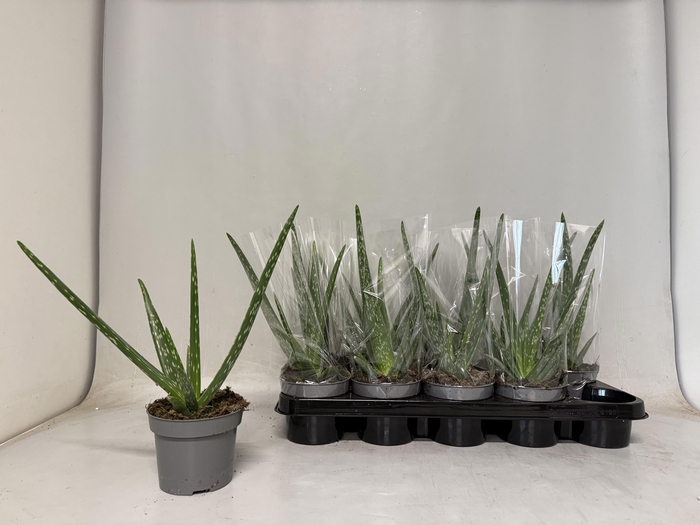 <h4>ALOE VERA</h4>
