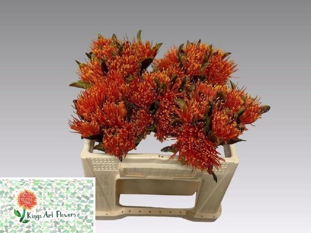 SCAD M KING O ORANGE