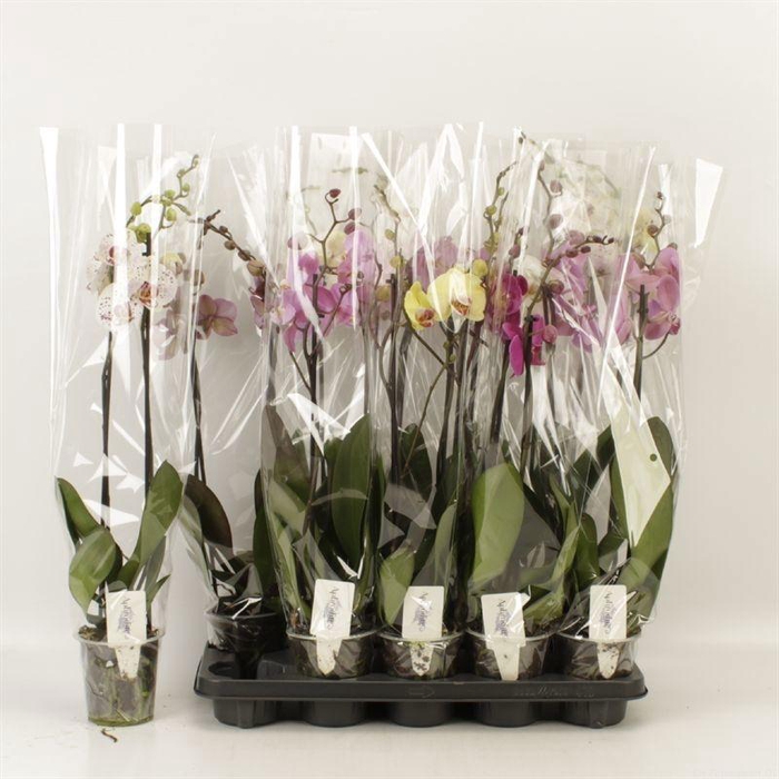 <h4>PHAL GEM 5 KL</h4>