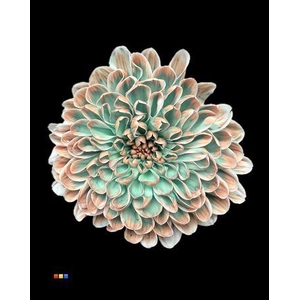 Chr T Altaj Tropicana