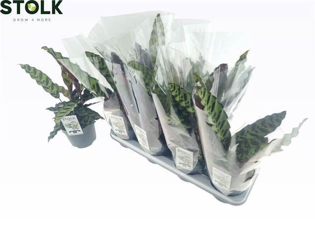 <h4>Calathea lancifolia</h4>