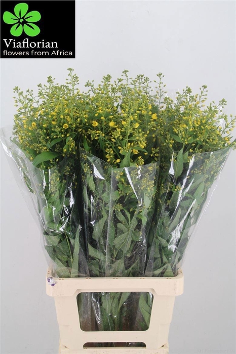 <h4>LYSIM VULGARIS</h4>