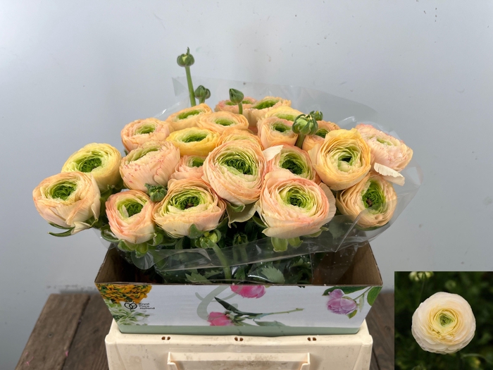 <h4>RAN SU GRAND PASTEL</h4>