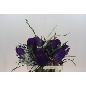 Banksia Speciosa Purple