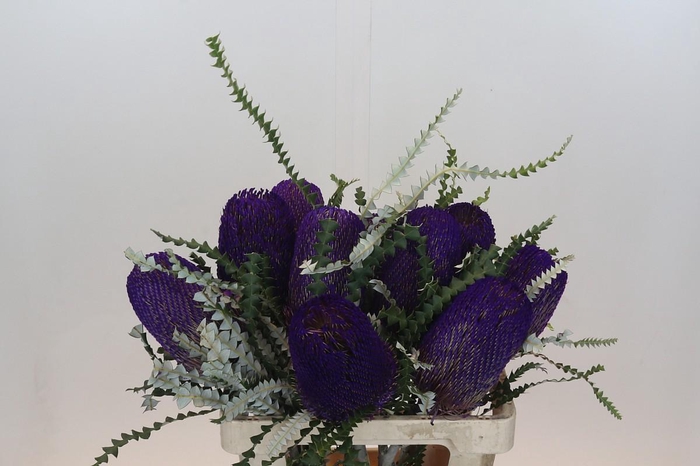 <h4>Banksia Speciosa Purple</h4>