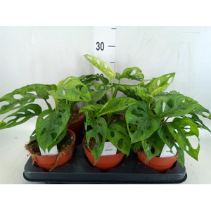 Monstera obliqua 'Leichtlinii'