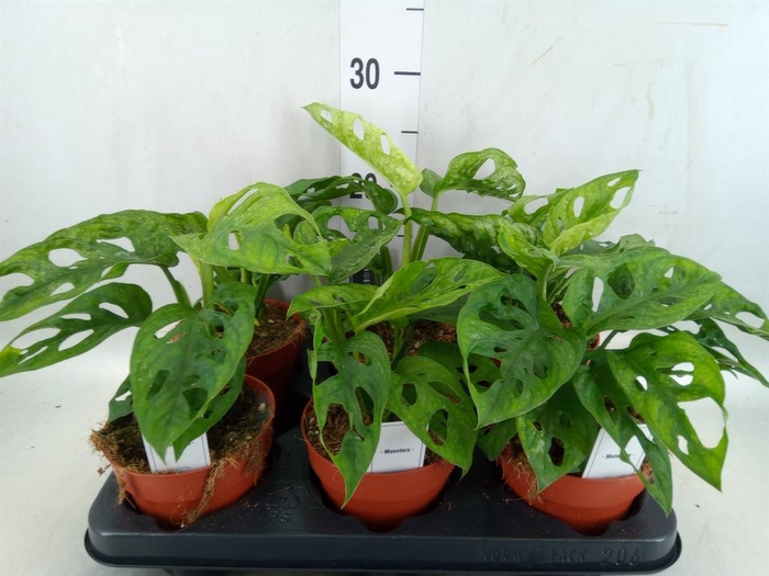 <h4>Monstera obliqua 'Leichtlinii'</h4>