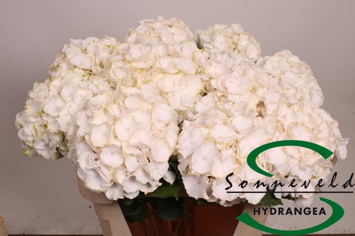 <h4>HYDR M CH SW VERENA</h4>