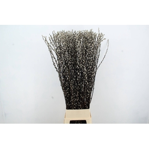 SALIX SNOW FLAKE
