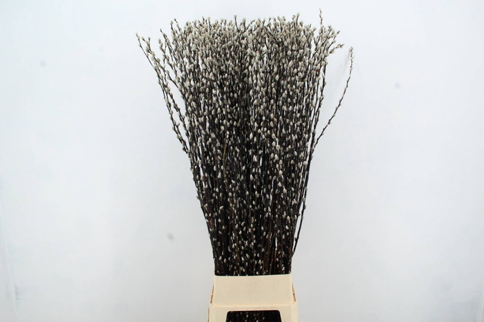 <h4>SALIX SNOW FLAKE</h4>